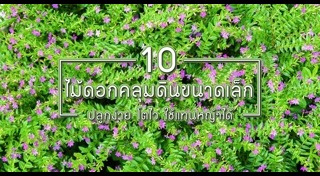 ต้นไม้จัดสวน