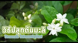 ต้นไม้จัดสวน