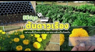 ต้นไม้จัดสวน