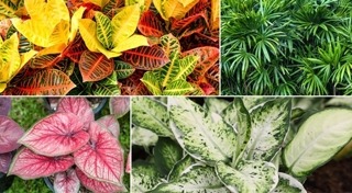 ต้นไม้จัดสวน