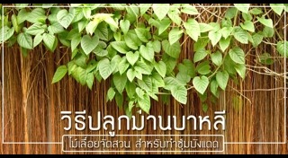 ต้นไม้จัดสวน