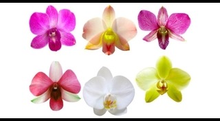 ต้นไม้จัดสวน