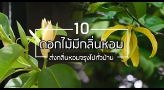 ต้นไม้จัดสวน