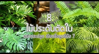 ต้นไม้จัดสวน