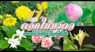 ต้นไม้จัดสวน