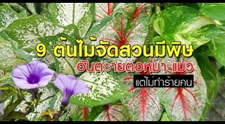 ต้นไม้จัดสวน