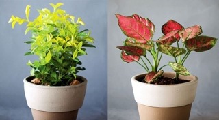 ต้นไม้จัดสวน