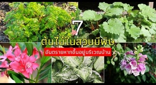 ต้นไม้จัดสวน