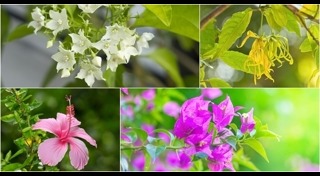 ต้นไม้จัดสวน