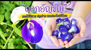 ต้นไม้จัดสวน