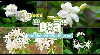 ต้นไม้จัดสวน