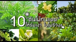 ต้นไม้จัดสวน