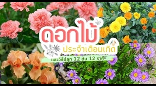 ต้นไม้จัดสวน