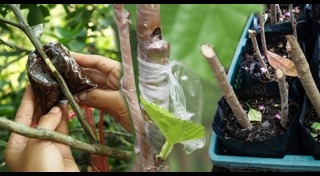 ต้นไม้จัดสวน