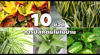 ต้นไม้จัดสวน