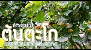 ต้นไม้จัดสวน