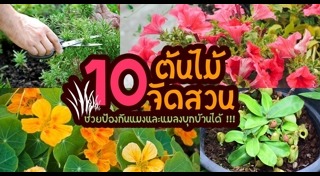 ต้นไม้จัดสวน