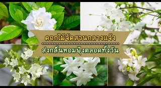 ต้นไม้จัดสวน