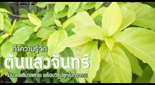 ต้นไม้จัดสวน