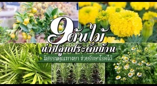 ต้นไม้จัดสวน