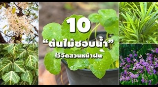 ต้นไม้จัดสวน