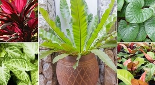 ต้นไม้จัดสวน