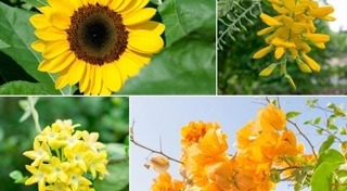 ต้นไม้จัดสวน