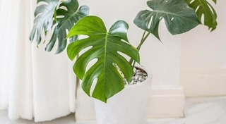 ต้นไม้จัดสวน