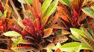 ต้นไม้จัดสวน