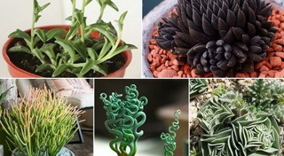 ต้นไม้จัดสวน